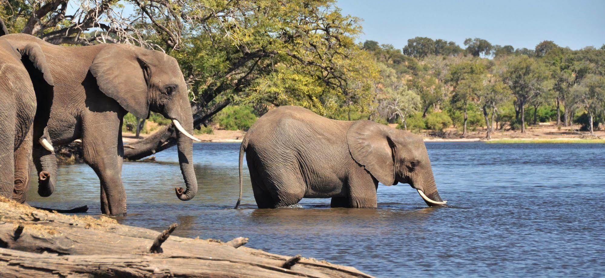 Thebe River Safaris Kasane Exterior photo